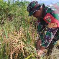 Program Ketahanan Pangan, Kodim 1710/Mimika Panen Padi Perdana