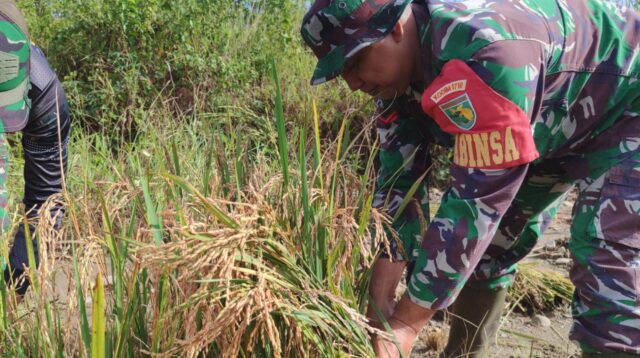 Program Ketahanan Pangan, Kodim 1710/Mimika Panen Padi Perdana