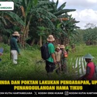 foto website (15) Babinsa dan Poktan Lakukan Pengasapan, Upaya Penanggulangan Hama Tikus