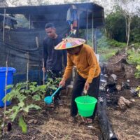 Anggota Satgas TMMD Wiltas Ke-127 Bantu Warga Rawat Tanaman Terong di Linggang Amer