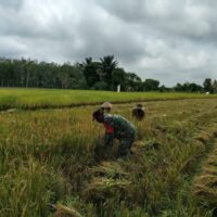 Pendampingan Panen Padi, Babinsa Koramil 1002-03/Haruyan Dukung Swasembada Pangan
