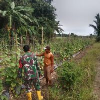 Babinsa dan Petani Bersinergi, Ketahanan Pangan di Labuan Amas Utara Makin Kuat