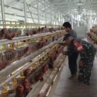Babinsa Koramil Pandawan Aktif Dampingi Usaha Ternak Ayam Petelur BUMDes