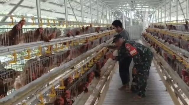 Babinsa Koramil Pandawan Aktif Dampingi Usaha Ternak Ayam Petelur BUMDes