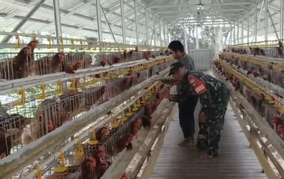 Babinsa Koramil Pandawan Aktif Dampingi Usaha Ternak Ayam Petelur BUMDes