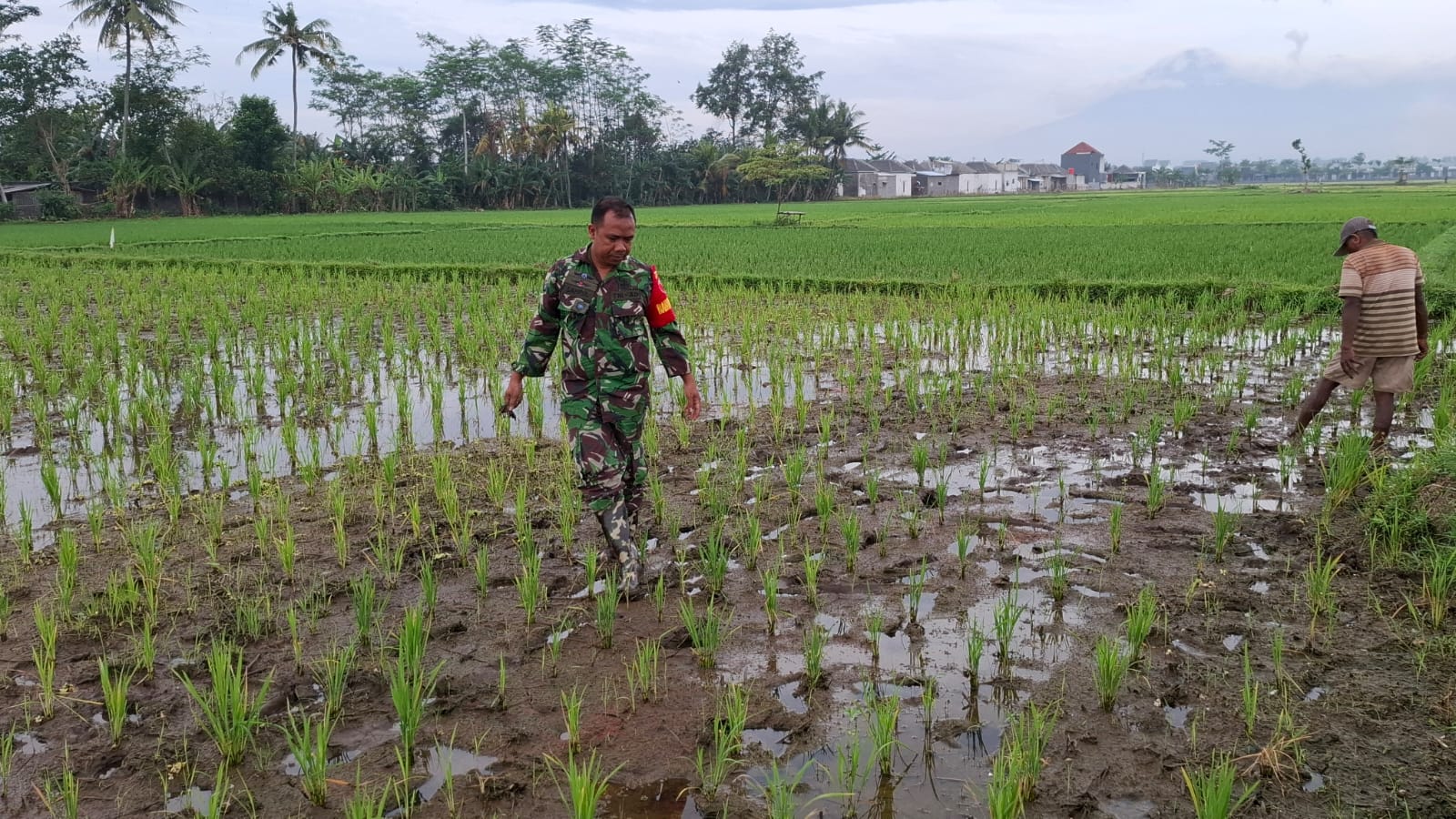 Antisipasi Darurat Pangan Nasional, Koramil Gading Melakukan Pendampingan