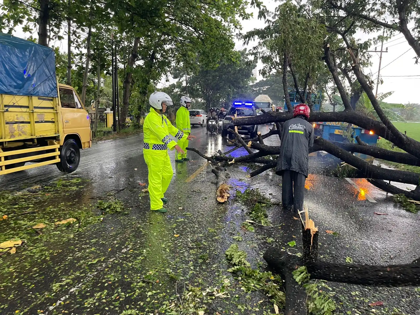Pohon Tumbang menutup Arus Lalulintas, Gercep Polsek Widang Lakukan Evakuasi