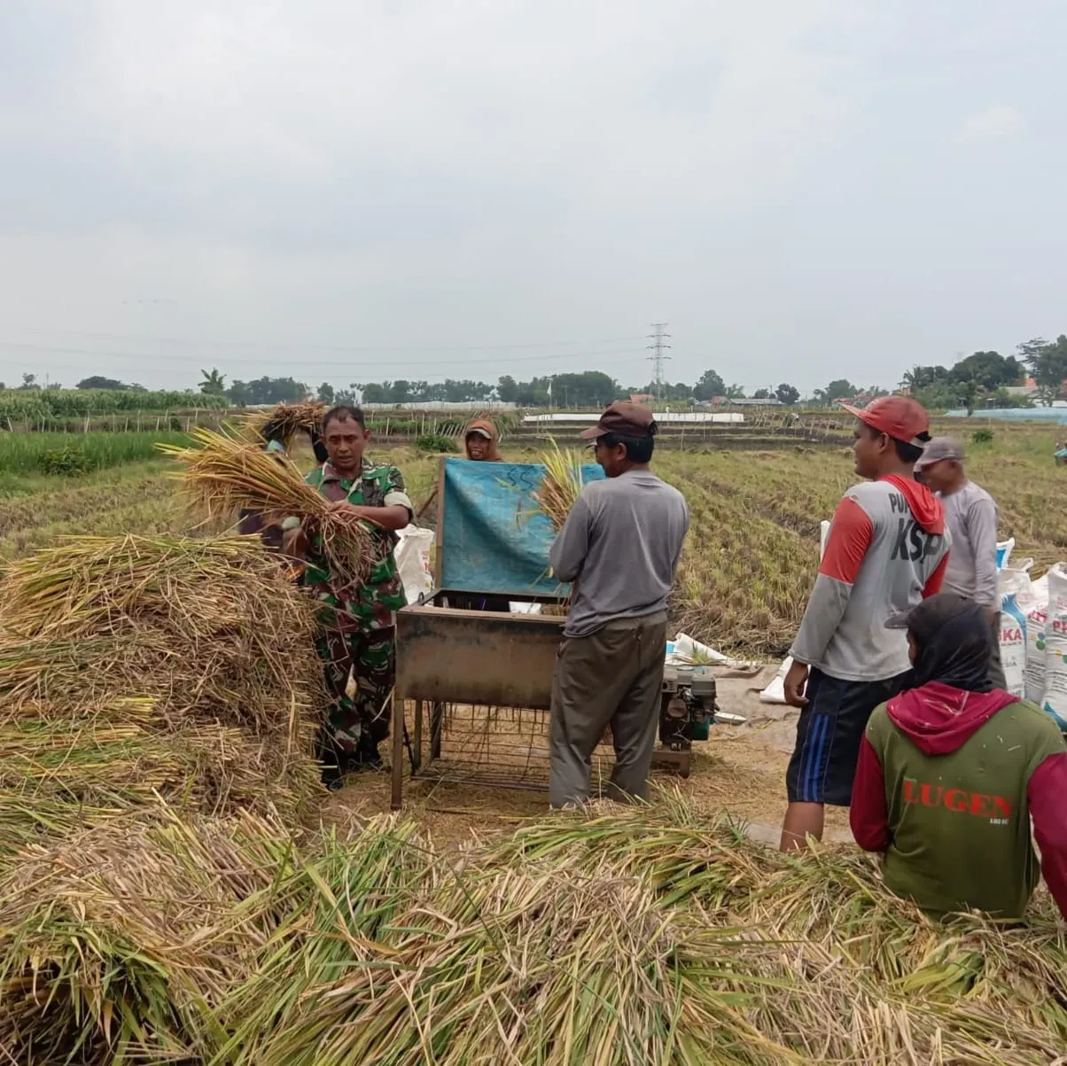 Bantu Petani Panen Padi, Bentuk Dukungan Babinsa Koramil 0820-26/Tegalsiwalan Sukseskan Program Gerakan Antisipasi Darurat Pangan Nasional
