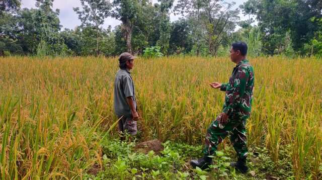 Dukung Dan Sukseskan Gerakan Antisipasi Darurat Pangan Nasional, Koramil Kuripan Dampingi Petani Wilayah Binaan