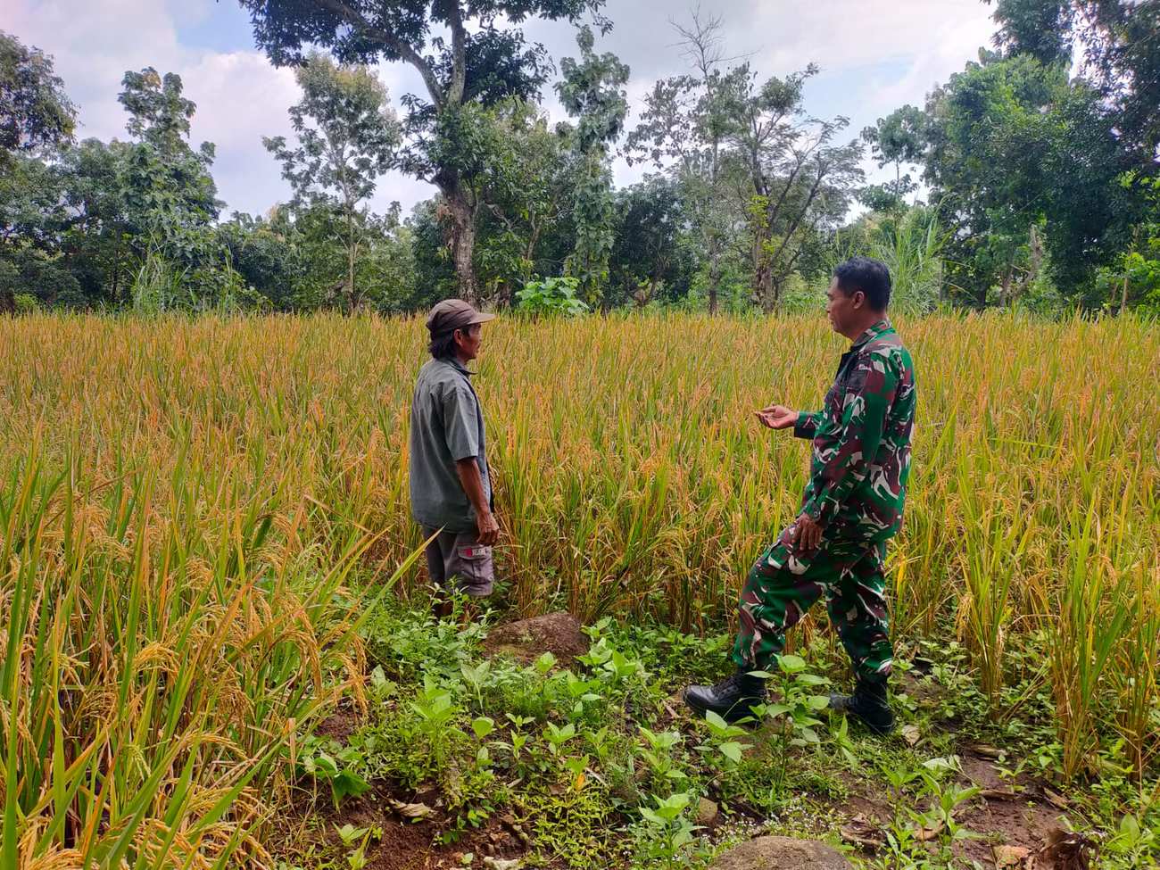 Dukung Dan Sukseskan Gerakan Antisipasi Darurat Pangan Nasional, Koramil Kuripan Dampingi Petani Wilayah Binaan