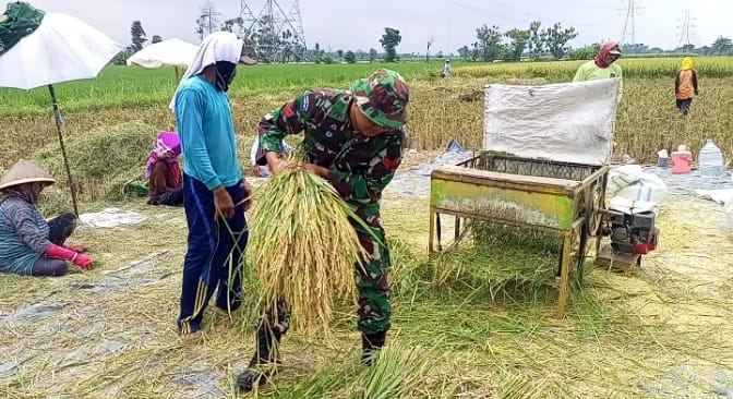 Jaga Stabilitas Pangan, Babinsa Desa Bladu Kulon Dampingi Petani Panen Padi