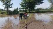 Koramil Banyuanyar Dampingi Proses Tanam Padi Oleh Petani Wilayah Binaan