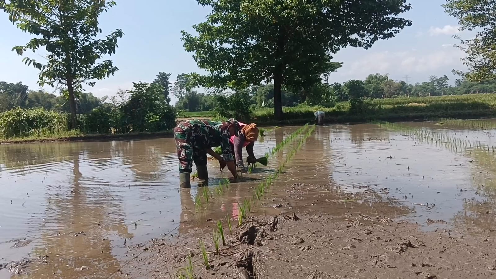 Koramil Banyuanyar Dampingi Proses Tanam Padi Oleh Petani Wilayah Binaan