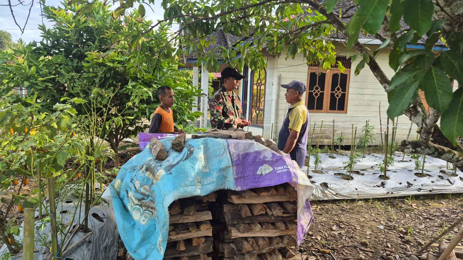 Babinsa Paya Besar Berikan Pendampingan Perawatan Tanaman Cabe