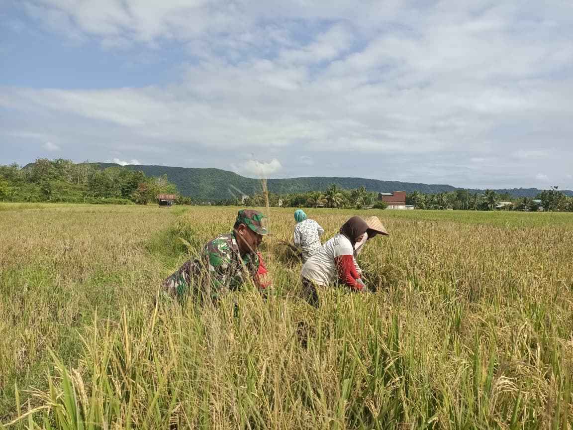 Babinsa dan Warga Panen Padi Bersama, Wujud Nyata Kedekatan TNI Dengan Rakyat