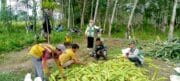 Petani