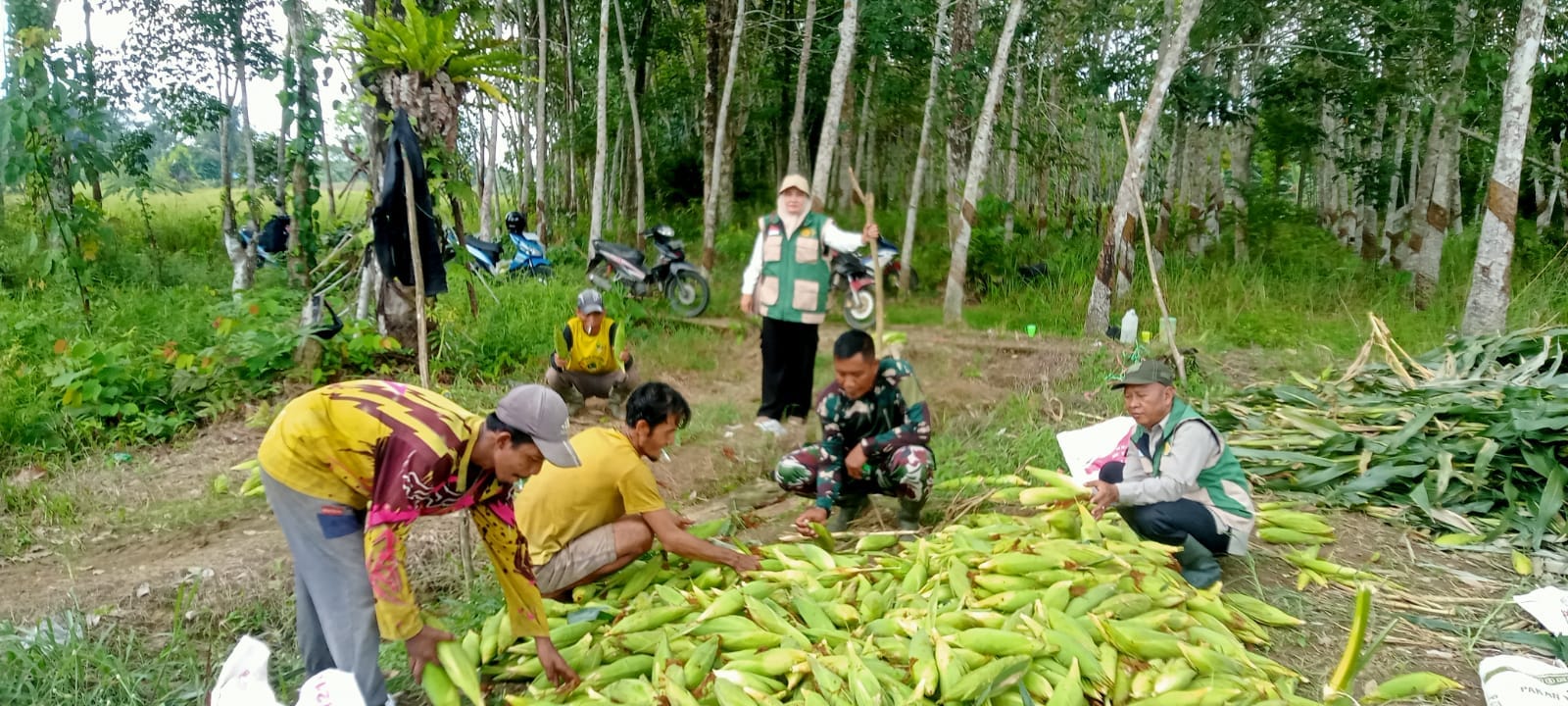 Petani