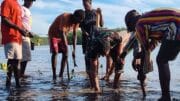 Mangrove