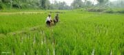 Babinsa Dampingi Petani Mengecek Pertumbuhan Tanaman Padi