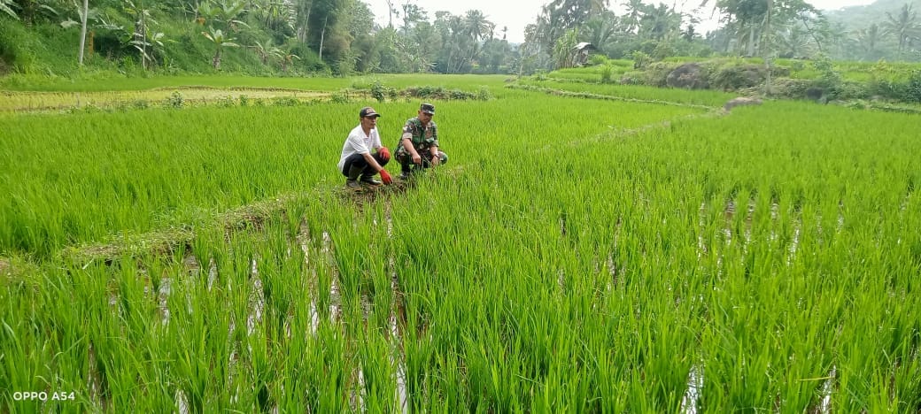 Babinsa Dampingi Petani Mengecek Pertumbuhan Tanaman Padi