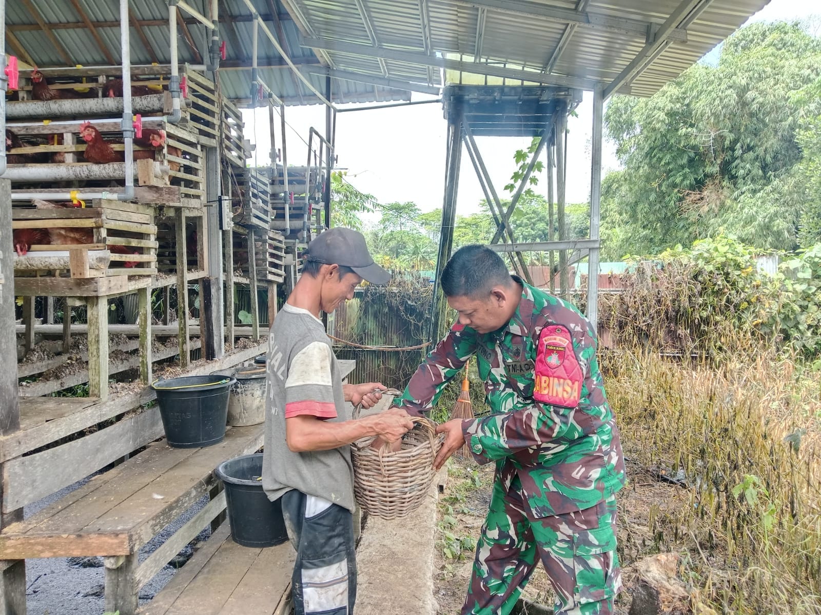 TNI Hadir Dukung Peternak Lokal, Babinsa Barabai Sambangi Kandang Ayam Petelur