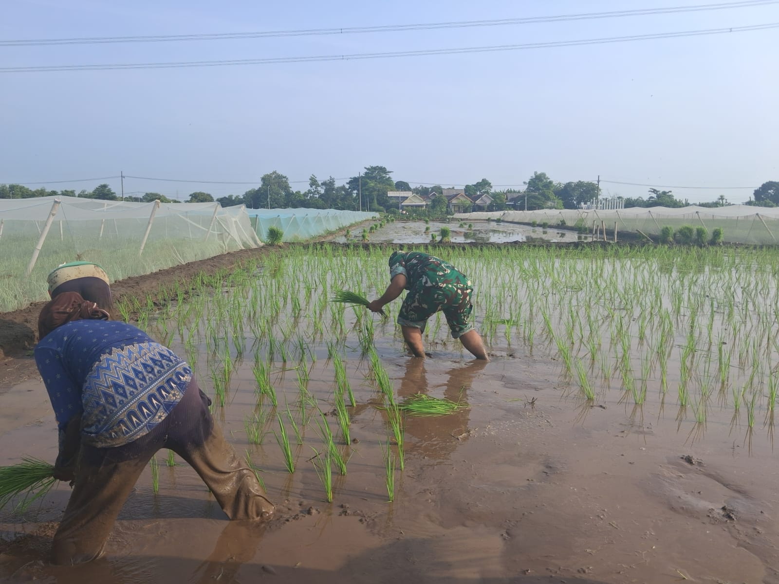 Bentuk Kemanunggalan, Koramil Tegalsiwalan Dampingi Proses Tanam Padi Petani Wilayah Binaan