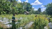 Babinsa Kelua–Muara Harus Dampingi Petani Cabe, Wujud Nyata Dukungan TNI untuk Ketahanan Pangan