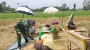 IMG-20260523-WA0032 Koramil Tegalsiwalan Dampingi Proses Panen Padi Petani Wilayah Binaan