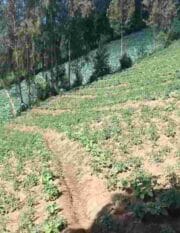 Dari Lereng Bromo untuk Warga: Kades Wonokerso Siaga 24 Jam, Pelayanan Tetap Jalan Meski di Kebun