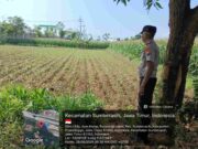 Dari Jaga Kamtibmas ke Jaga Ketahanan Pangan, Polisi di Probolinggo Kota Turun Langsung ke Lahan Jagung