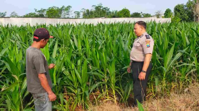 Bhabinkamtibmas Polres Probolinggo Kota Masuk Sawah, Kawal Produksi Jagung Petani