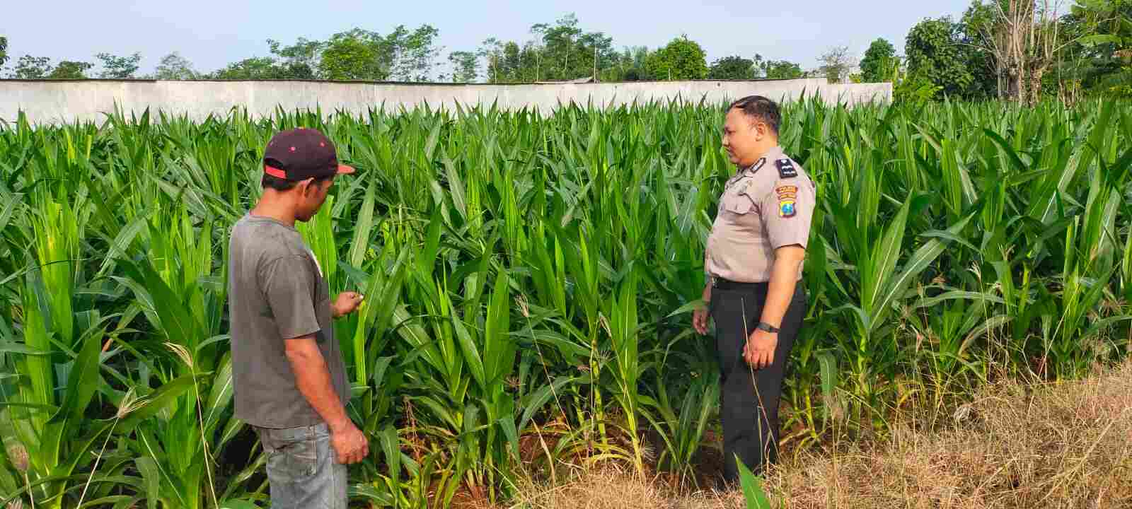 Bhabinkamtibmas Polres Probolinggo Kota Masuk Sawah, Kawal Produksi Jagung Petani