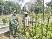 Babinsa Koramil 1008-05/Kelua-Muara Harus Aktif Dampingi Petani Hortikultura di Desa Karangan Putih