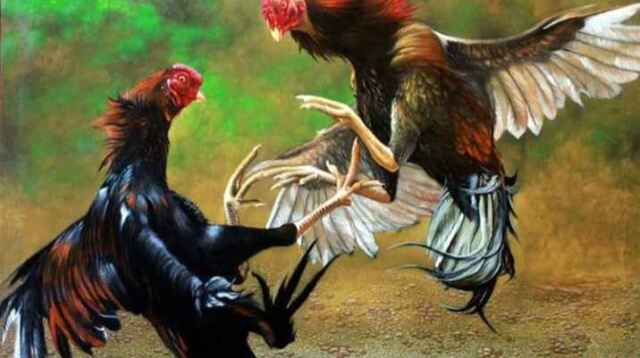 Dugaan Sabung Ayam dan Judi Dadu di Sejumlah Kecamatan Kediri Jadi Sorotan, Warga Nilai Penegakan Hukum Masih Lemah