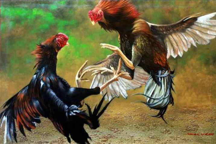 Dugaan Sabung Ayam dan Judi Dadu di Sejumlah Kecamatan Kediri Jadi Sorotan, Warga Nilai Penegakan Hukum Masih Lemah