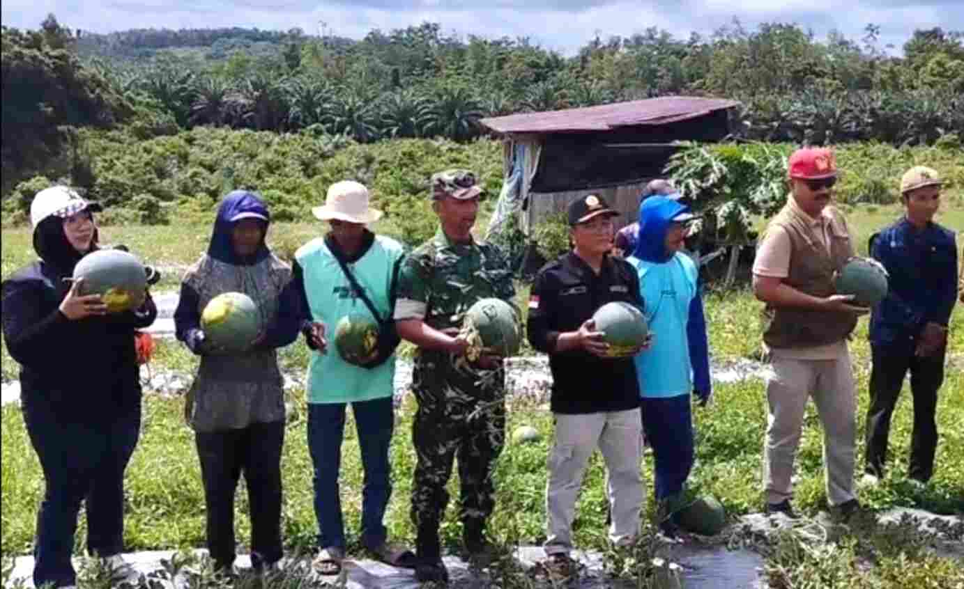 WhatsApp Image 2026-05-29 at 10.34.57 Babinsa Dampingi Ketua KTNA Panen Semangka Wujudkan Ketahanan Pangan di wilayah