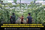 Wujud Kebersamaan, Babinsa Aktif Dampingi Petani Gambas Dalam Mendukung Ketahanan Pangan Di Wilayah