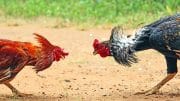 Arena Sabung Ayam di Nganjuk: Bukti Pembiaran Aparat, Siapa yang Bertanggung Jawab?