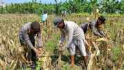 Polsek Widang Polres Tuban Membantu Petani Panen jagung di Desa Compreng