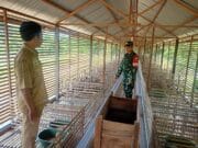 Melalui Komsos, Babinsa Dorong Kemajuan Peternakan Itik Petelur Desa Kasarangan