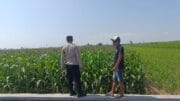 Polsek Kademangan Turun ke Sawah, Jalin Sinergi dengan Petani Demi Ketahanan Pangan