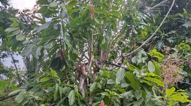 Kabel Listrik Bergelantungan di Jalan Desa Resongo, Keselamatan Warga Dipertaruhkan
