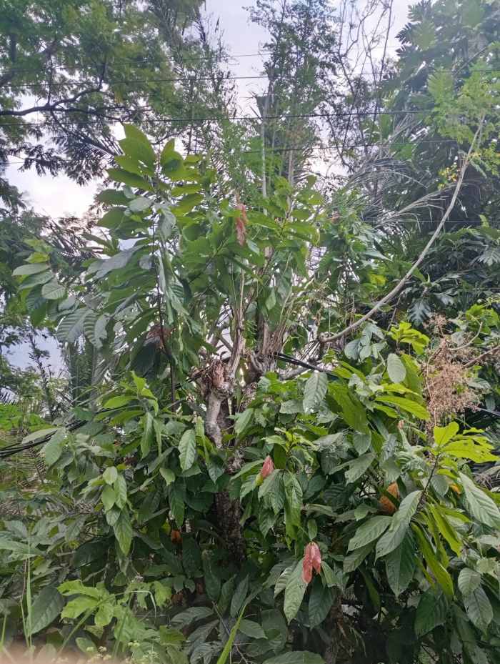 Kabel Listrik Bergelantungan di Jalan Desa Resongo, Keselamatan Warga Dipertaruhkan