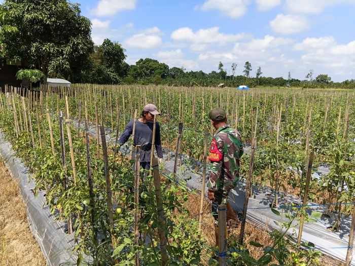 Wujud Kemanunggalan TNI-Rakyat, Koptu Suriansyah Dampingi Petani Tomat di Labuan Amas Utara