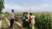 Dari Lahan Jagung Triwung Kidul, Polri Perkuat Misi Besar Swasembada Pangan