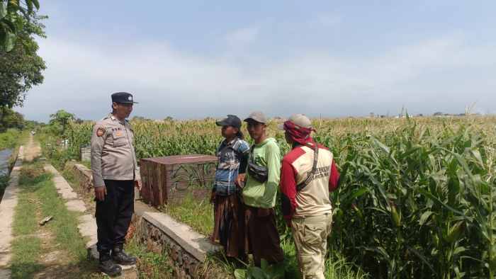 Dari Lahan Jagung Triwung Kidul, Polri Perkuat Misi Besar Swasembada Pangan