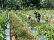 Babinsa Aktif Dampingi Petani Cabe, Wujud Nyata Kepedulian TNI terhadap Ketahanan Pangan