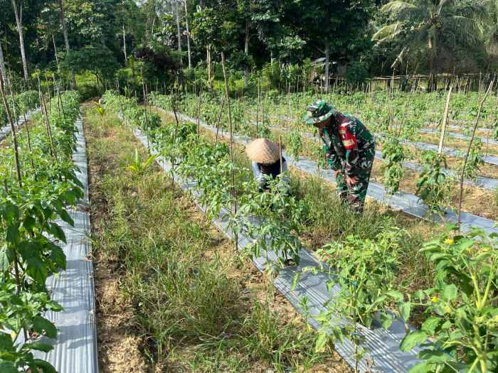 Babinsa Aktif Dampingi Petani Cabe, Wujud Nyata Kepedulian TNI terhadap Ketahanan Pangan