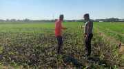 Kawal Ketahanan Pangan dari Akar Rumput, Polisi Intensif Sambangi Petani di Kademangan
