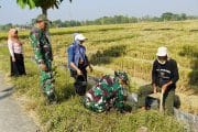 IMG-20260609-WA0019 Pembinaan Lingkungan Hidup, Kodim Bojonegoro Tanam Ribuan Pohon Kayu Putih dan Balsa